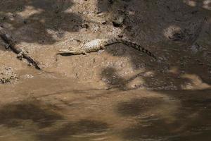 Cocodrilo de agua salada Crocodylus porosus Daintree Queensland Australia