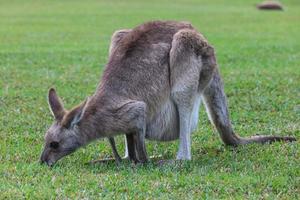 Canguro gris oriental Macropus giganteus Sunshine Coast Queensland Australia foto