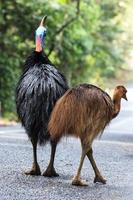 Southern Cassowary Casuarius casuarius Cape Tribulation Queensland Australia photo