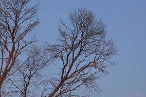 Brown Goshawk Accipiter fasciatus Near Kings Canyon Northern Territory Australia photo