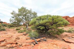 Kings Canyon Northern Territory Australia photo