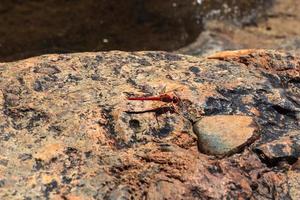 Scarlet Percher Diplacodes haematodes at Kata Tjuta Park Northern Territory Australia photo