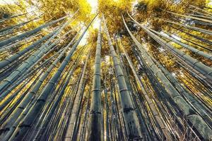Bosque de bambú de Arashiyama en Kioto, Japón foto