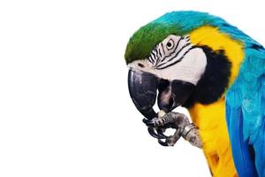 Blue and yellow Macaw - Ara eating a nut, isolated on white background, cutout. photo