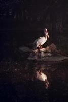 Pelican at the lake in his natural environment enjoying at afternoon sun. photo