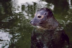 Sea calf, sea dog in her natural environment. photo