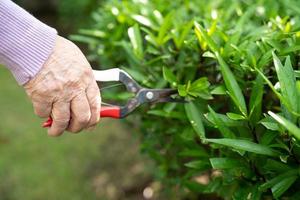 Asian senior or elderly old lady woman trim the branches with pruning shears for taking care garden in house, hobby to relax and exercising with happy. photo