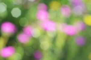 Romantic colorful of bokeh backgrounds with flower plant photo