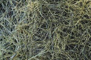 Blurry dry grass abstract backgrounds photo