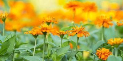 Close up of Orange flower in garden photo