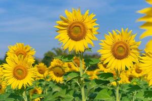 Blooming sunflowers on natural background photo