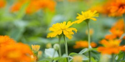 Close up of Orange flower in garden photo