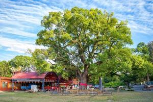 Huge Camphor tree in Jiji Town, Nantou, Taiwan photo