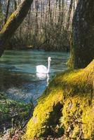 White swan swimming on lake at park photo