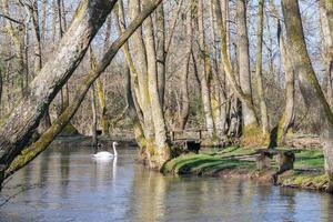 White swan swimming on lake at park photo