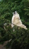 lobo ártico aullando foto