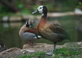 pato silbante de cara blanca foto