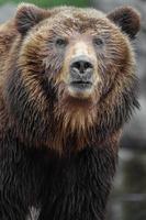 Kamchatka brown bear photo