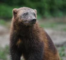 Portrait of Wolverine photo