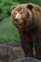 Kamchatka brown bear photo