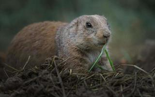 Black tailed prairie dog photo