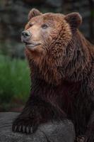 Kamchatka brown bear photo