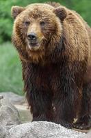 Kamchatka brown bear photo