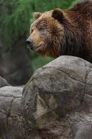 Kamchatka brown bear photo