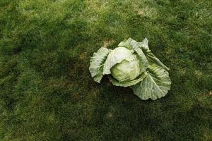 Vegetables concept, organic cabbage vegetable for good healthy, top view concept, green white cabbage for cooking food to vegetarian, beautiful green leaf and head plants for harvesting of fresh photo