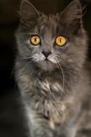 gatito gris con ojos penetrantes mirando. hermoso gato gris. enfoque selectivo foto