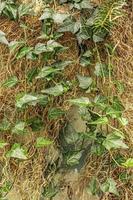 Background from a concrete wall in the garden, covered with ivy. photo