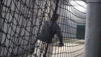 um treinador de beisebol joga nas gaiolas de batedura.