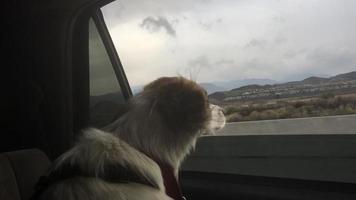 pov ver um cachorro olhando pela janela de um carro.