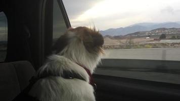 pov ver um cachorro olhando pela janela de um carro.