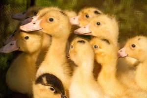 lindo y esponjoso pato pequeño recién nacido, grupo de patos bebés foto