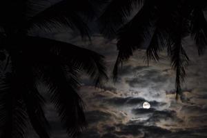 tropical night, the moonlight on the night sky photo