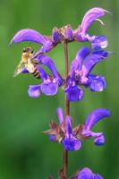 Salvia pratensis flor y una abeja chupando el néctar