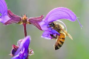 flor de salvia pratensis con abeja que está chupando foto