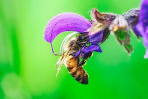 una abeja en los alpes italianos que chupa néctar por salvia pratensis