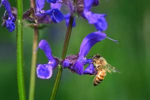 Flor de salvia pratensis con una abeja en busca de néctar
