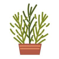 succulent in pot vector