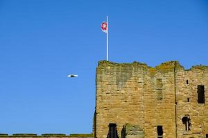 Seagull flying above the Medieval Tynemouth Priory and Castle, United Kingdom photo
