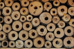 Cross section of stacked cut tree trunks. Background concept image. photo