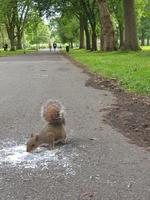 Squirrel in a city park eats ice-cream that has fallen on an asphalt path photo
