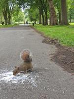 Squirrel in a city park eats ice-cream that has fallen on an asphalt path photo