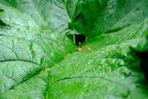 Closeup of a green leaf. Background for ecology applications. photo