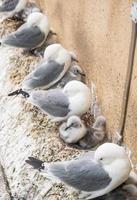 Seagulls and their chicks nested on a building edge photo