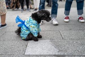 A dog in a Kimono in Tokyo photo