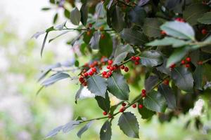 Holly tree branch with red berries