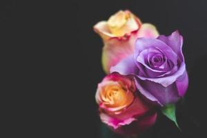 Three colorful roses against black background, with copy space photo